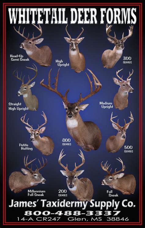 Free Taxidermy Catalogs