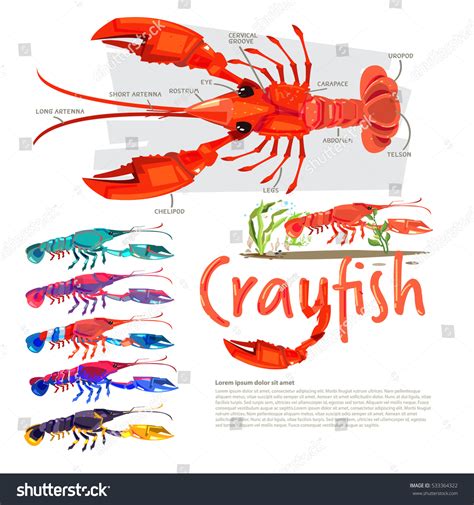 Freshwater Crayfish Color Chart