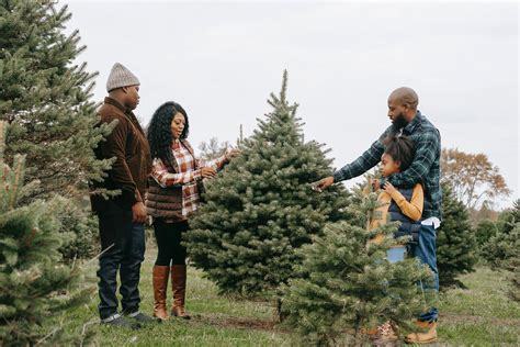 Friezeland Christmas Tree Farm