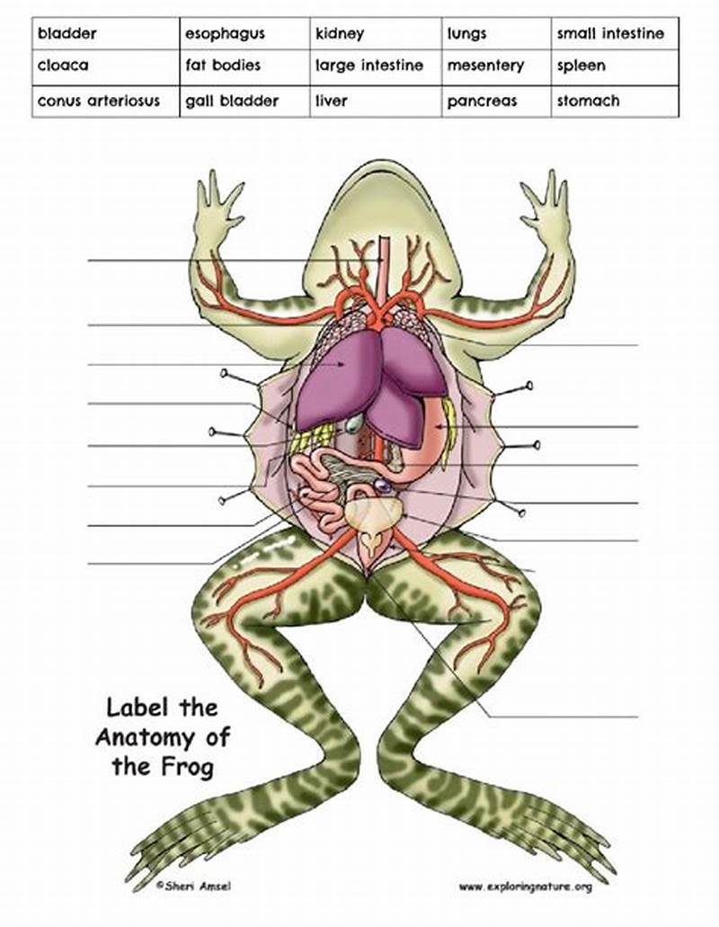 Frog Dissection Coloring Worksheet Answer Key