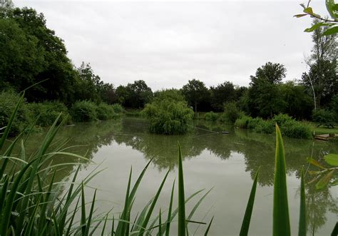 Frogmore Fishery (Verulam Angling Club)