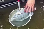 Frozen Fish Comes Back to Life