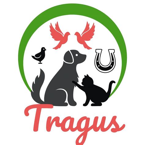Fuchs - Tragus à Morsbach