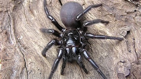 Spider Australia