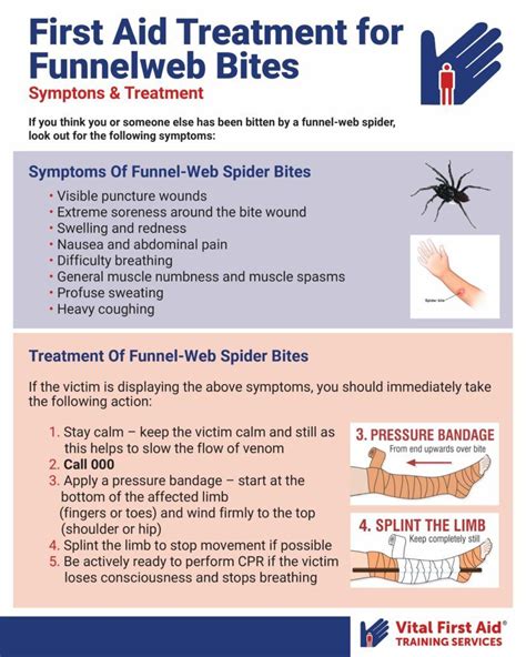 Spider Bite Symptoms
