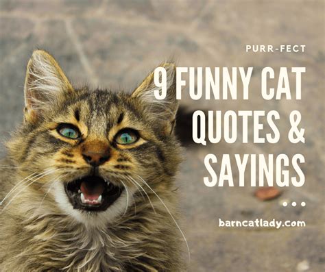 Cat Quotes