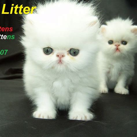 FurEver Cattery (Persian Cat Farm)