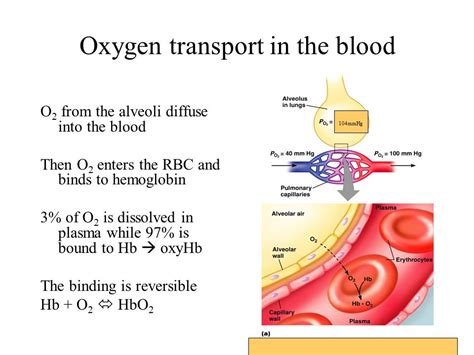 future of oxygen transport research