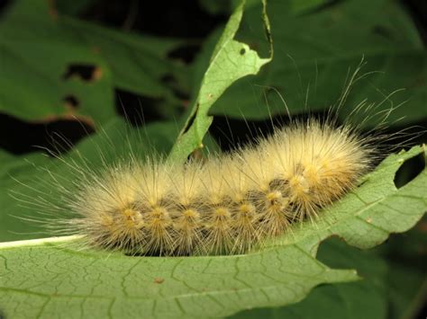 Fuzzy Caterpillar Identification Chart