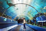GA Aquarium Tour