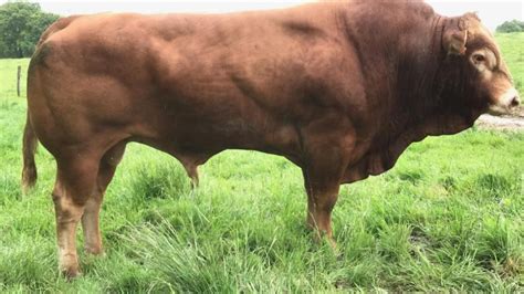 GAEC Launay à Mohon