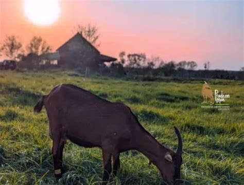 GAEC Pradenn Mae à Mauges-sur-Loire