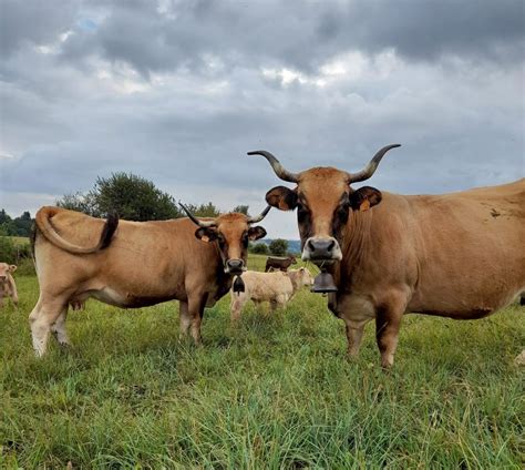 GAEC Ribaud à Montboudif