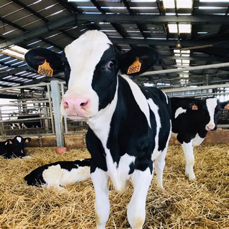 GAEC WALDMEISTER à Witternheim