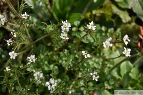 GAEC de la Cardamine à Ivory