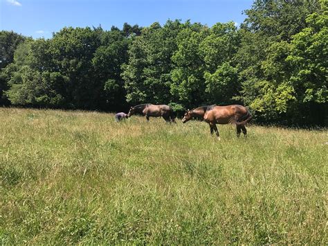 GAEC des Chênes Rouges à Languidic