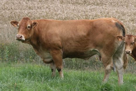 GAEC du Perron à Avoine