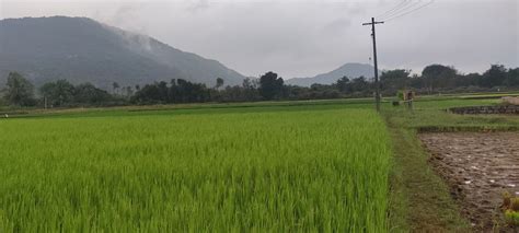 GANAPATHI STUDUO