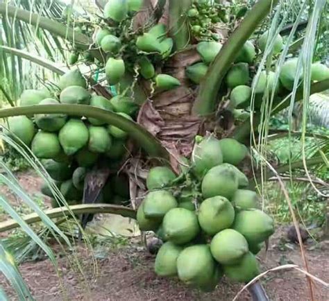 GANGA Fruit Nursery. Tandon