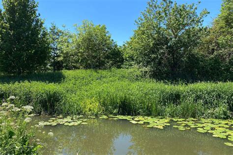 Gabriels Fishery