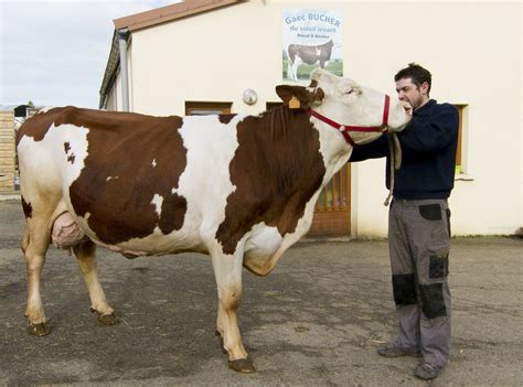 Gaec Deflisque à Cheylade