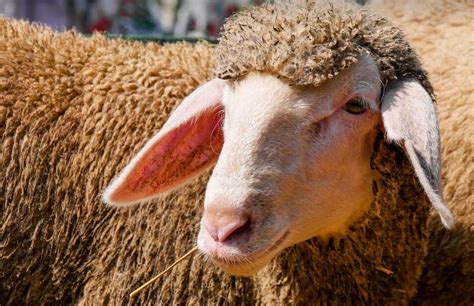 Gaec Pierre à Barst