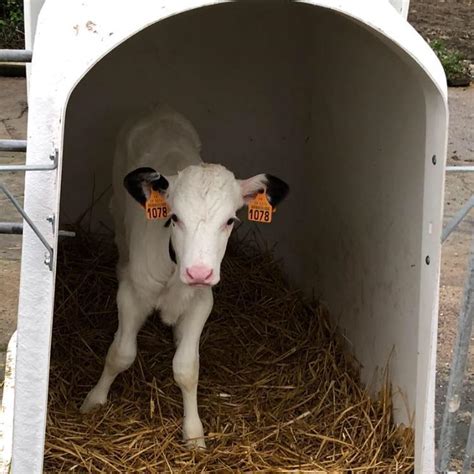 Gaec de la Tour à Guilers