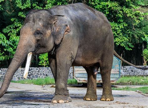 Gajah Sumatera yang Mulai Punah