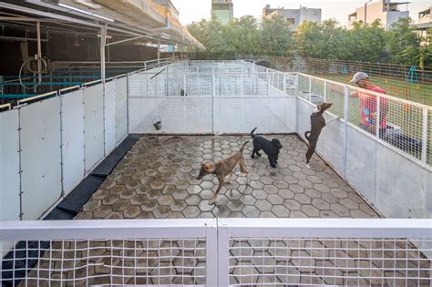 Gangnagar dogs villa and clinic