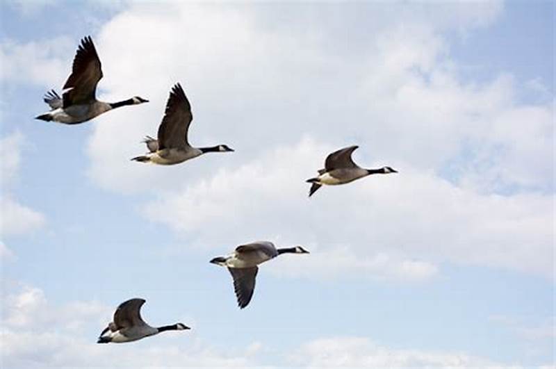 Geese Migration Pattern