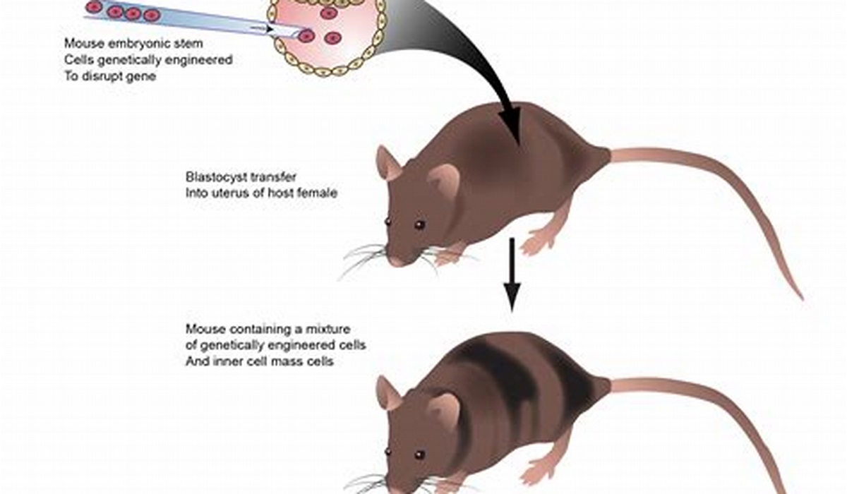 Genetic engineering in mice