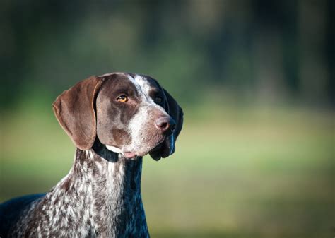 German Shorthaired Pointer Rescue UK (Official Kennel Club Breed Rescue)