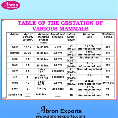 Gestation Period Of Animals Chart