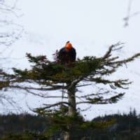 Glen Isla Tree Climbers