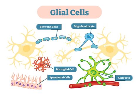 Glial Cell Regenerative Factor