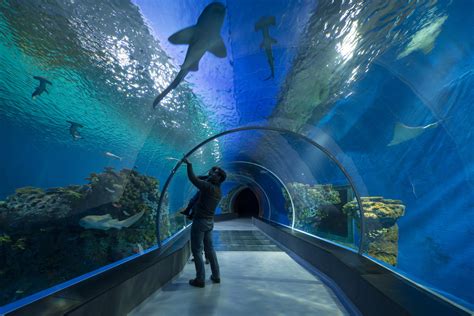Global aquarium