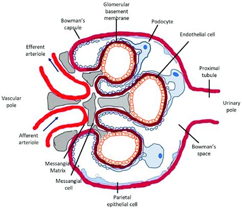 Glomerular