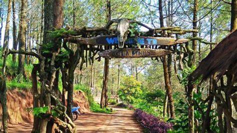 Goa Pinus