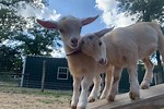 Goats for Sale or Free Near Me