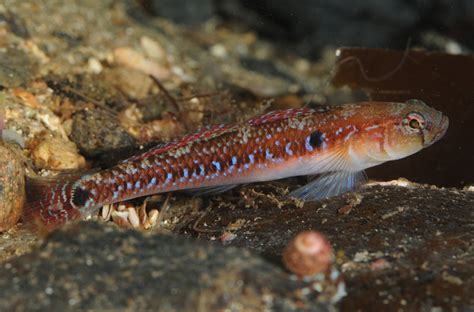 ikan karang Gobiusculus flavescens