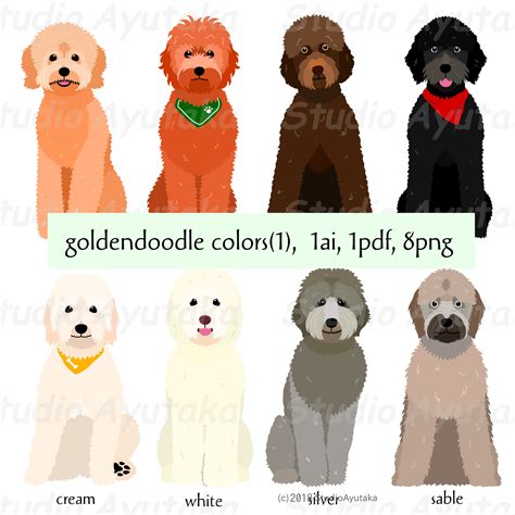 Goldendoodle Colors Chart