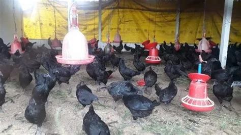 Gopal Chicken Shop