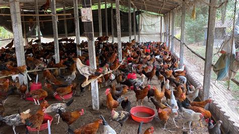 Gopal Rays Poultry Farm