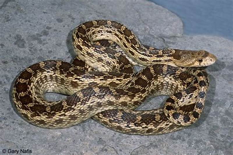 Gopher Snake Pattern
