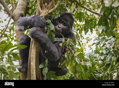 Gorilla tree care