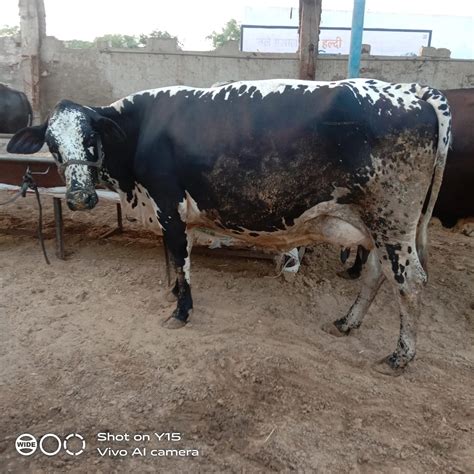 Goutam Dairy Farm