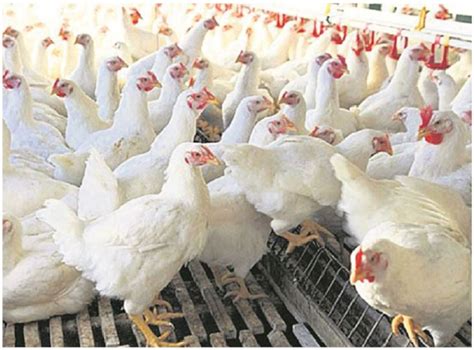 Government Policy On Chicken Price