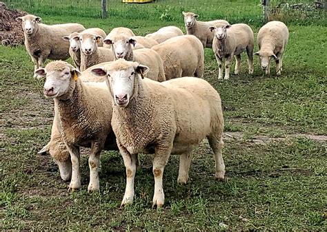 Govt Sheep Breeding farm Reasi Dugalla