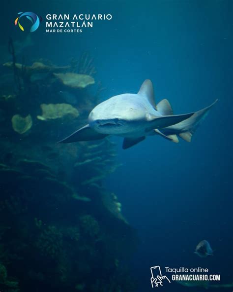 Interactive exhibits at Gran Acuario Mazatlan