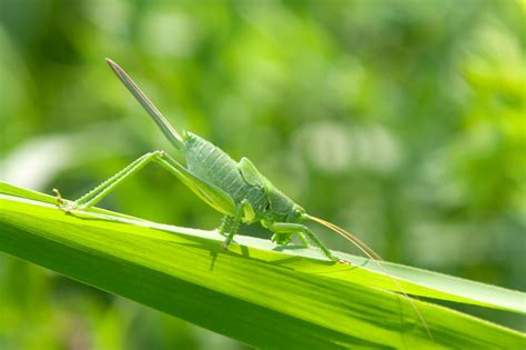 Grasshopper Lawns & Gardens
